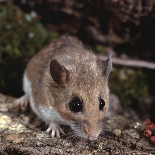 deer mouse on a log