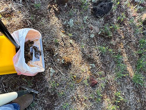 dog-poop--scoop-500x375 scooping poop into a yellow bin lined with a trash bag