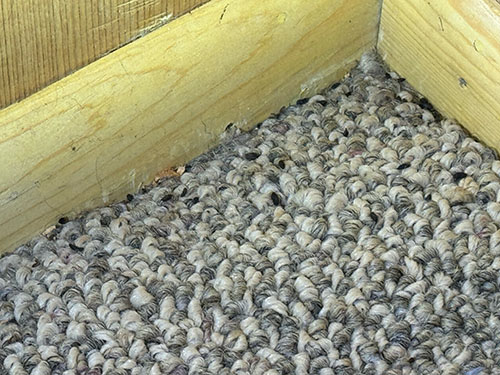 mice poop in a corner of a bedroom
