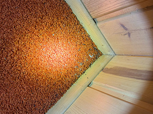 mice poop on orange carpet