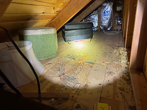 mouse-poop-attic-500x375 mouse poop in an attic
