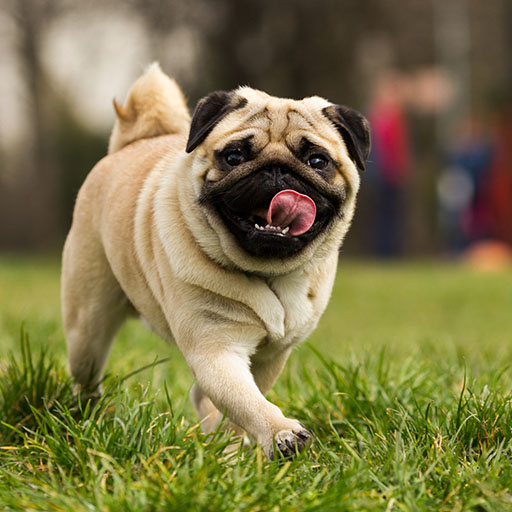 fawn colored pug with tongue out running on grass