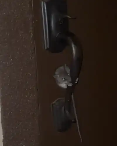 mouse on a door handle