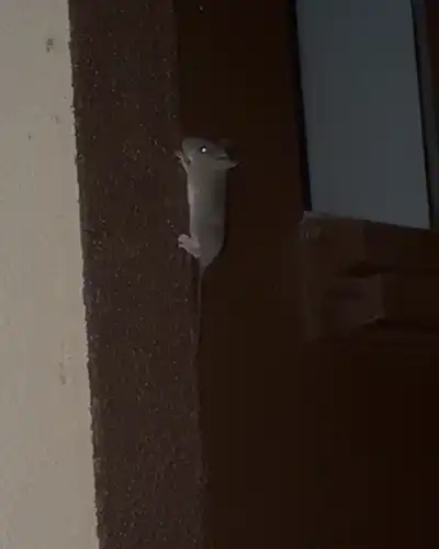 mouse on the trim on a main front door