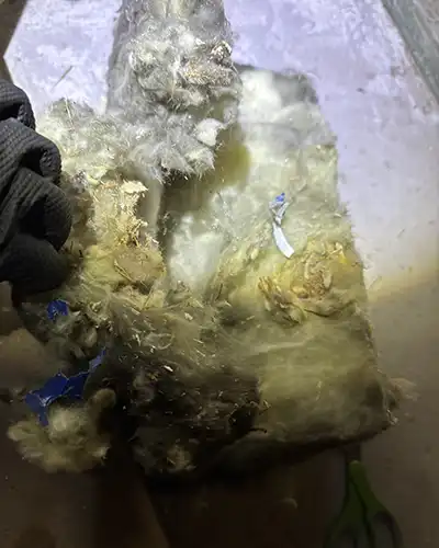 mouse nest in wall insulation