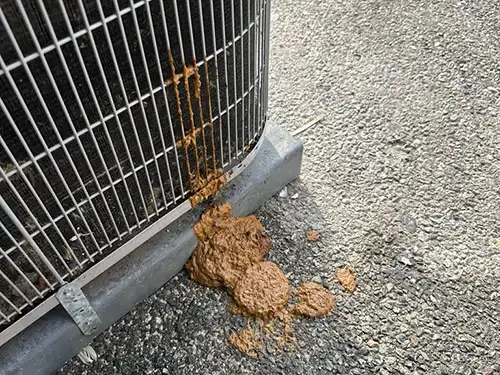human feces cleanup in Los Angeles outside a business
