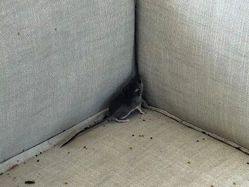 mouse and mouse droppings on an outdoor couch