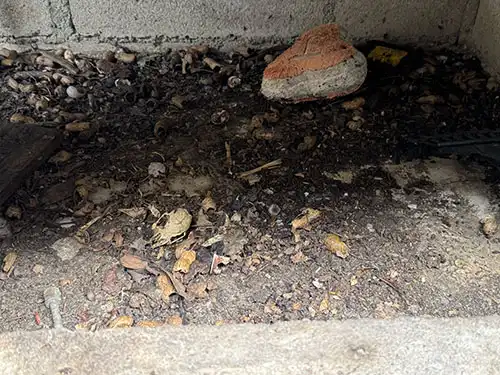 Rodent droppings and skull in a bbq