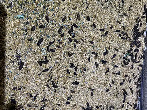 rat poop on shed floor in los angeles, ca