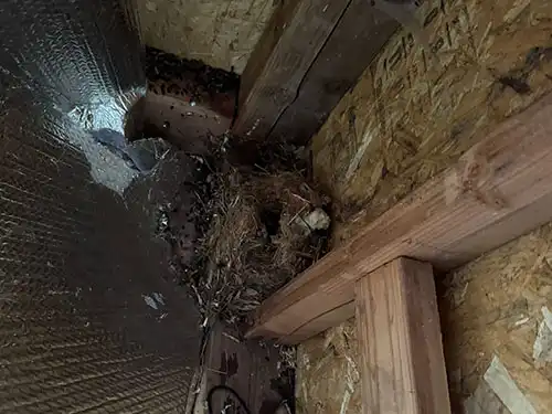 rodent nest in a shed in Rancho Palos Verdes Estates