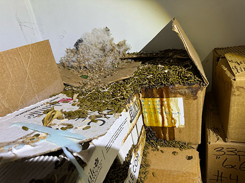 rat feces and urine in a garage in Laguna Beach