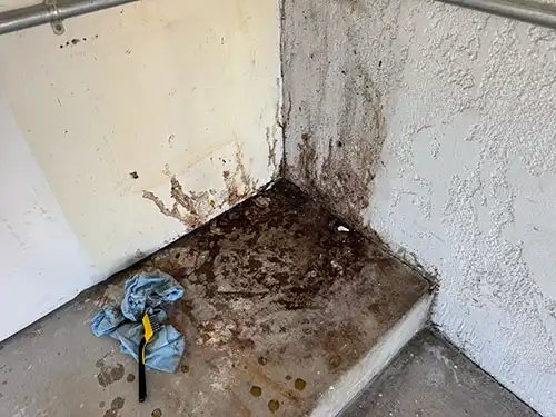 rat feces and urine in a garage in Malibu