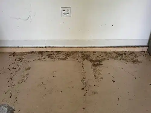 rodent droppings cleanup garage Burbank