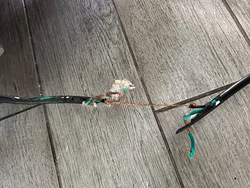 rodents gnawed through diswasher wire
