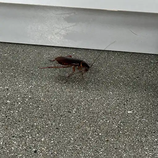 Cockroach