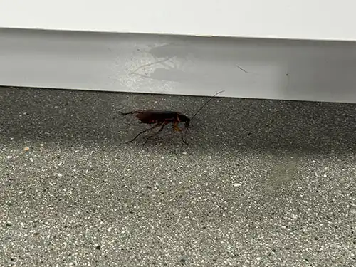 cockroach