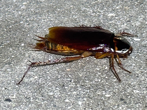 American Cockroach Droppings Cleanup