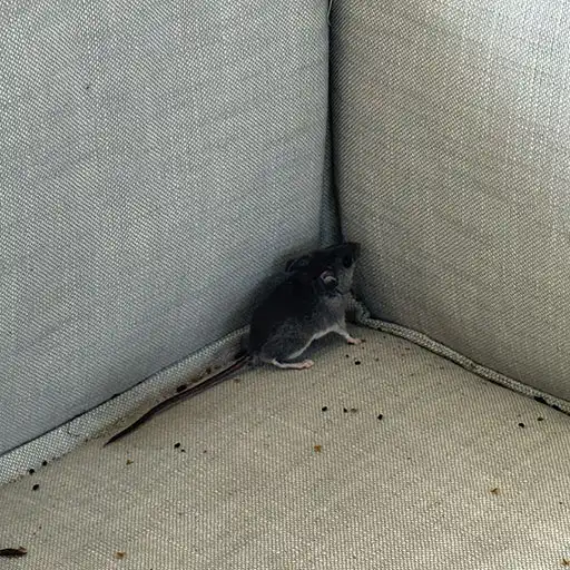 mouse and droppings on outdoor couch