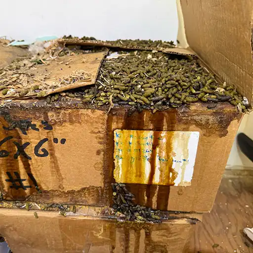 rat droppings and urine cleanup