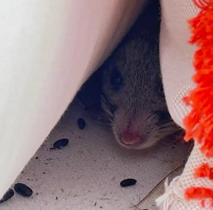 mama rat hiding with her baby under a pillow on an outdoor patio couch