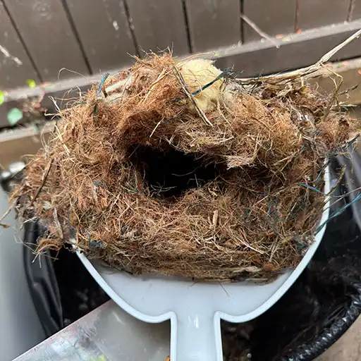 rodent droppings and nesting cleanup