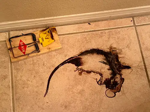 decomposed rat outline on tile floor in Rancho Mirage