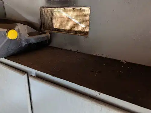 rodent droppings cleanup in a garage in Camarillo